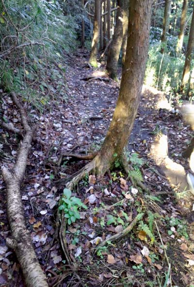 木の根が浮き出ている山道